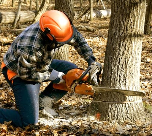 Tree Removal in Danube, MN